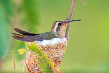 Xantus's hummingbird (Basilinna xantusii) 