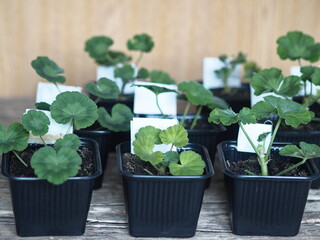 Reproduction of plant life.Green geranium seedlings Pelargonium grow in black pots for seedlings.