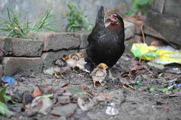 Chicks eating food with a mother chicken