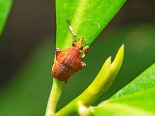 Close-up portrait of mustached insect beetle in forest.