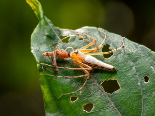 A Spider catching a bug for his food. This image conveys the hunting of animal in nature.