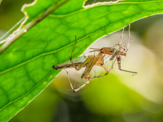 A Spider catching a bug for his food. This image conveys the hunting of animal in nature.
