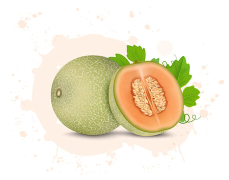 vector illustration of Muskmelon fruit  with half piece of muskmelon with green leaves 
