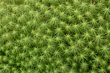Green forest moss field with wet bog plant sphagnum texture closeup. Beautiful fresh ground grass...