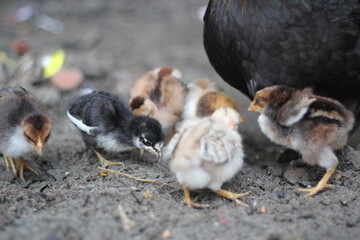 Newly born chicks eating food with mother hen