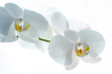 White orchid flowers with blossom at isolated background.