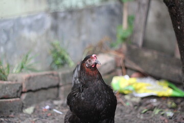 Closeup portrait of a black hen on the farm