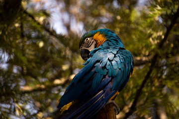 Guacamayo azul acicalándose las plumas