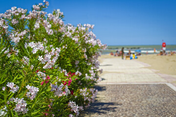 Lauriers roses sur une plage en été