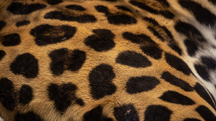 Piel de jaguar