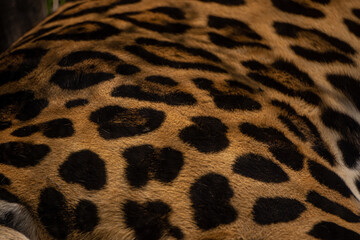 Piel de jaguar © KarlaMarina