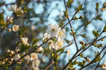A flowering branch of a fruit tree on a blurred natural background. Spring young flowers. A spring branch of a tree blooming with white flowers. Spring flowers. Selective focus.
