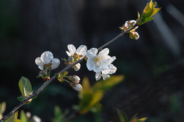 A flowering branch of a fruit tree on a blurry dark background. A spring branch of a tree blooming with white flowers. Spring young flowers. White spring flowers. Selective focus.