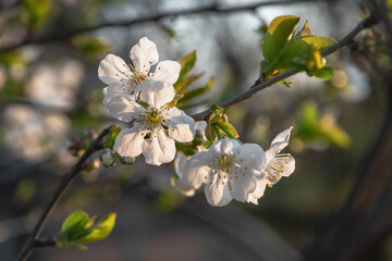 Spring blooming branch. Spring flowers. A flowering branch of a fruit tree on a blurred natural background. Spring young flowers. Selective focus.