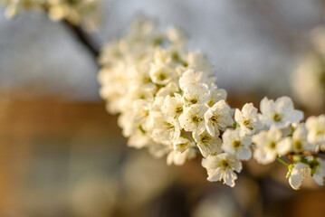 Plum blossom tree in a country garden near a country house
