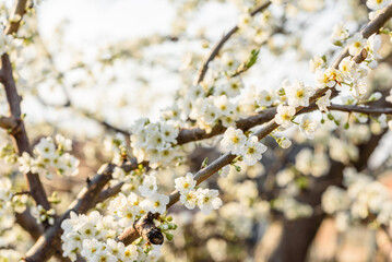 Plum blossom tree in a country garden near a country house