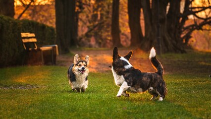 Dwa psy rasy corgi w czasie zabawy w parku w porannym słońcu © Michal45
