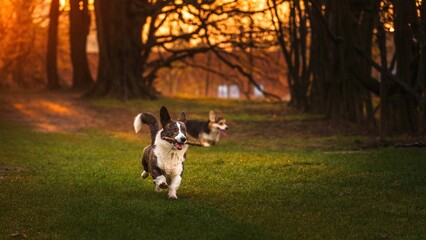 Dwa psy rasy corgi w czasie zabawy w parku w porannym słońcu