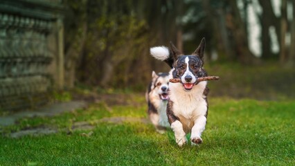 Dwa psy rasy corgi w czasie zabawy w parku w porannym słońcu © Michal45
