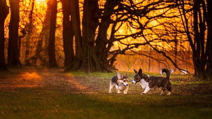 Dwa psy rasy corgi w czasie zabawy w parku w porannym słońcu - obrazy, fototapety, plakaty
