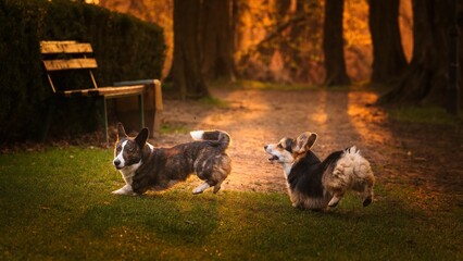 Dwa psy rasy corgi w czasie zabawy w parku w porannym słońcu © Michal45