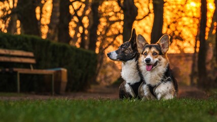 Dwa psy rasy corgi w czasie zabawy w parku w porannym słońcu - obrazy, fototapety, plakaty
