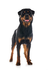 Obraz premium rottweiler in studio