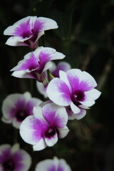 Purple and white orchids in Thailand