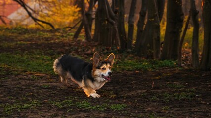 Pies rasy corgi pembroke w parku w porannym słońcu - obrazy, fototapety, plakaty