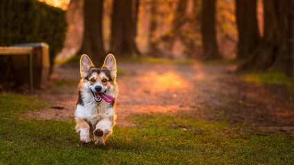 Pies rasy corgi pembroke w parku w porannym słońcu