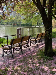 Cherry blossom petals on the ground of city park, Ueno Tokyo Japan, spring year 2022, April
