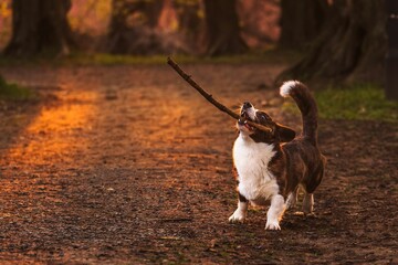 Pies rasy corgi cardigan w parku w porannym słońcu © Michal45