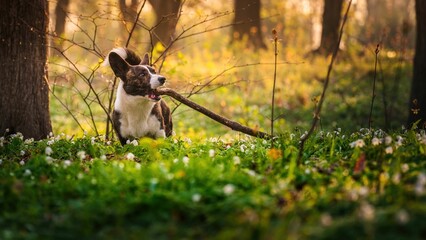 Pies rasy corgi cardigan w parku w porannym słońcu
