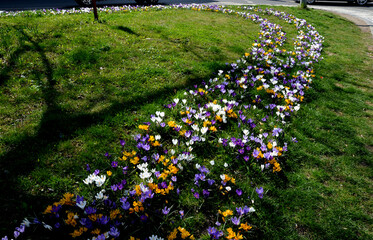purple bulbs bloom in the grassy strip between the lanes in the city. crocuses in a dense carpet. highway beauty with horticultural planting in the spring sun