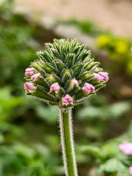 Close up of a flower