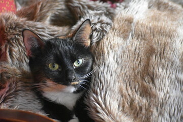 Chat Calico 1