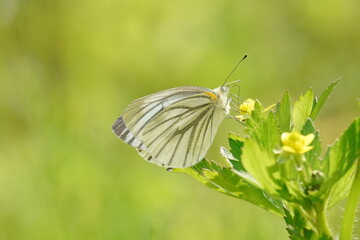 butterfly on a flower