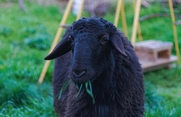 Fototapeta premium A black ram is grazing