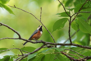 varied tit on the branch