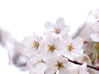 Fototapeta premium ソメイヨシノ