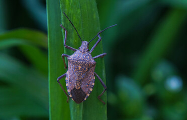 A brown beetle on a plant leaf