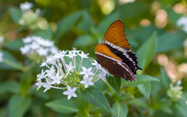 butterfly on flower