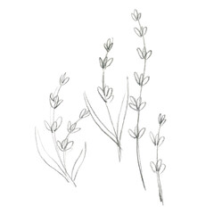 Hand-drawn graphite pencil sketch of vintage lavender. Freehand pencil drawing isolated on white background.