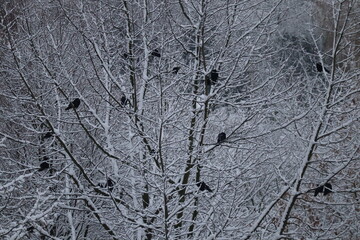Birds on snowy trees