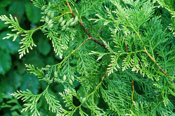 Close-up of green texture with white of Thuja plicata 'Winter Pink' western red cedar or Pacific red cedar, giant arborvitae or western arborvitae, giant cedar. Nature concept for design