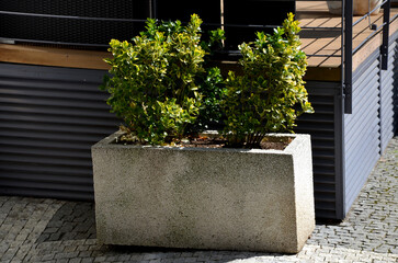 An evergreen shrub in front of a fence made of light wooden planks will improve the opacity of the street. protects the garden from dust and traffic, undergrowth