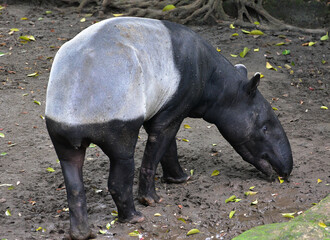 Fototapeta premium Close up of the Asian Tapir, Tapirus indicus