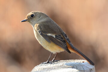 至近距離のジョウビタキ メス Daurian Redstart female at close range