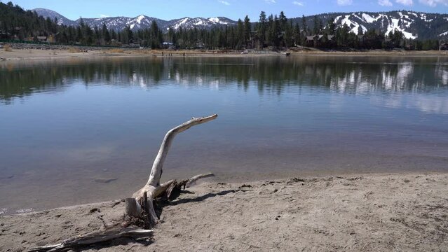 Tree on Big Bear Lake North Shore San Bernardino Mountains California USA