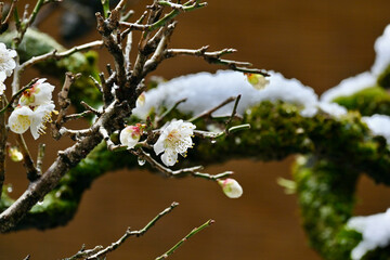 冬の雪と梅の花
